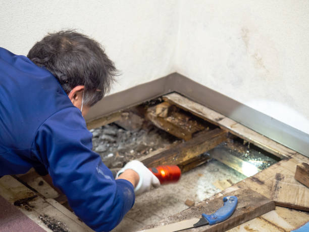 Best Mold Cleaning Services  in Plymouth, NC