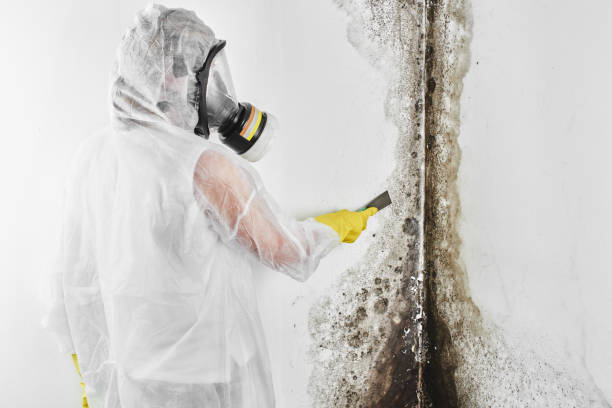 Best Mold Testing and Removal  in Plymouth, NC