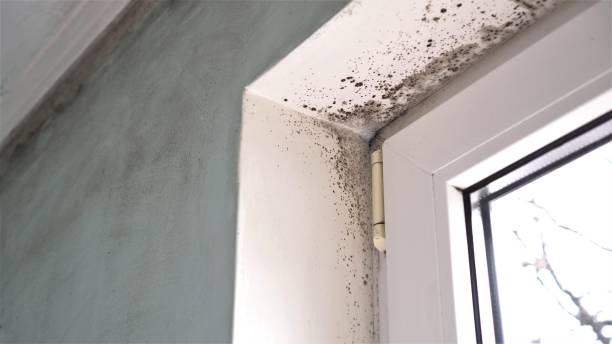 Best Mold Remediation  in Plymouth, NC