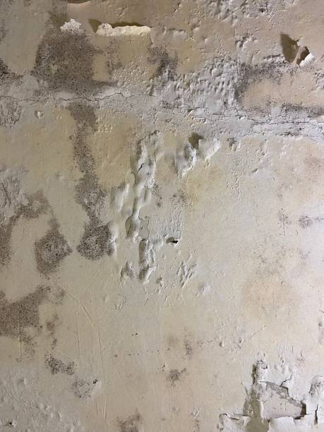 Mold Testing and Removal in Plymouth, NC